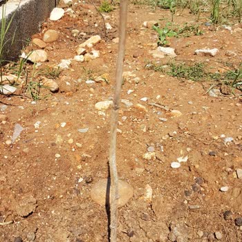 Çiçekflix Kuru Ve Cansız Fidan Gönderdi