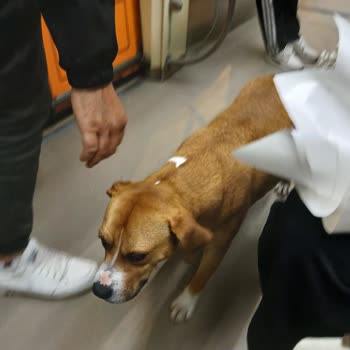 Eskişehir Büyükşehir Belediyesi Tramvayda Köpek Nedeniyle Yaşanan Güvenlik Ve Huzur Sorunu
