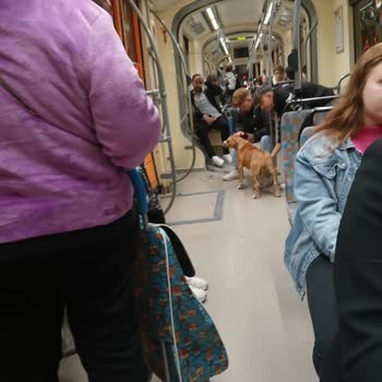 Eskişehir Büyükşehir Belediyesi Tramvayda Köpek Nedeniyle Yaşanan Güvenlik Ve Huzur Sorunu