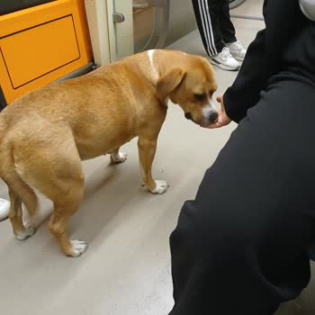 Eskişehir Büyükşehir Belediyesi Tramvayda Köpek Nedeniyle Yaşanan Güvenlik Ve Huzur Sorunu