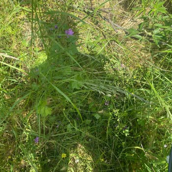 Taahhütlü Hizmette Nakil Sürecinde Yaşanan İletişim Ve Hizmet Eksiklikleri