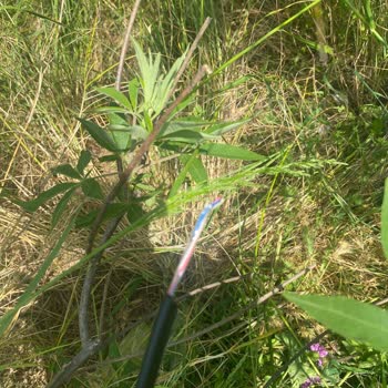 Taahhütlü Hizmette Nakil Sürecinde Yaşanan İletişim Ve Hizmet Eksiklikleri