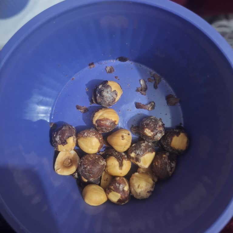 Aşırı Kavrulmuş Ve Tuzlu Fındık Şikayeti