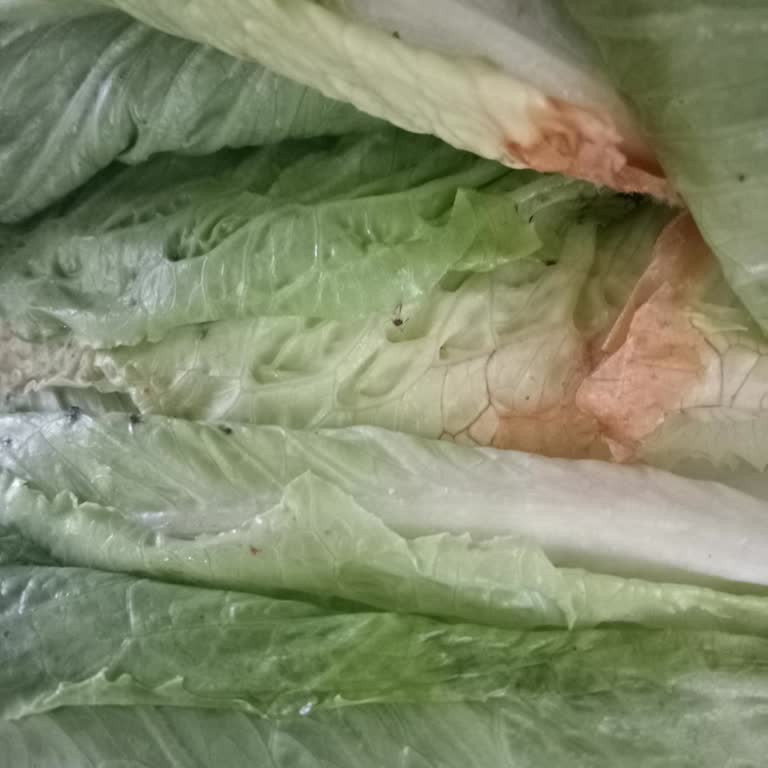 Cepte Şok'tan Gönderilen Sebzelerin Tazeliği Sorunu