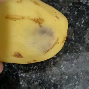 BİM'den Alınan Patateslerin Çürük Ve Filizlenmiş Çıkması Sağlığımızı Tehdit Ediyor