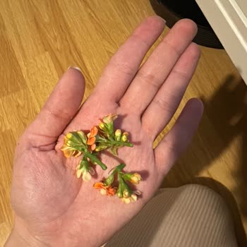 Sipariş Edilen Çiçek Aranjmanının Eksik Ve Hasarlı Teslimi Hayal Kırıklığı Yarattı