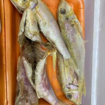 Bozuk Balıklar, İade Yok: Paramı Geri İstiyorum!