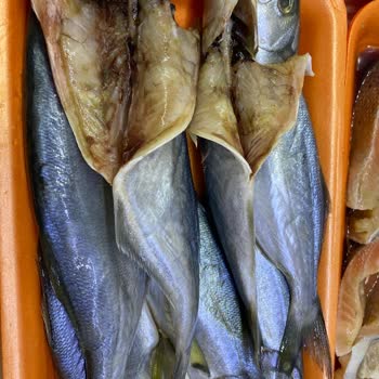 Bozuk Balıklar, İade Yok: Paramı Geri İstiyorum!