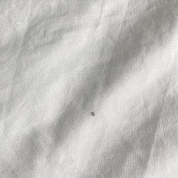Yeni Aldığım Üründe Ölü Böcek Ve Leke Şoku Yaşadım