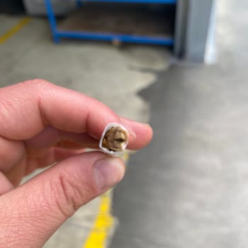 Parliament Midnight Blue Sigaradan Odun Parçası Çıkması