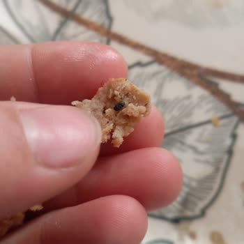 Erpiliç Köfteden Taş Çıkması Ve Sağlık Riski