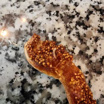 Aldığım Kuru İncirlerin İçinden Kurt Ve Kelebek Çıktı