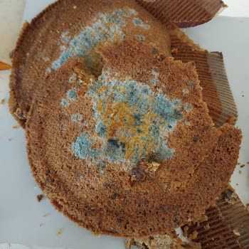 Lilyum Patisserie Küflü Kek Satıyor