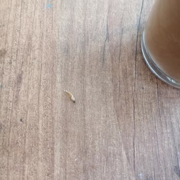 Nescafe Kahvesinde Kurt Çıkmasıyla Hayal Kırıklığı