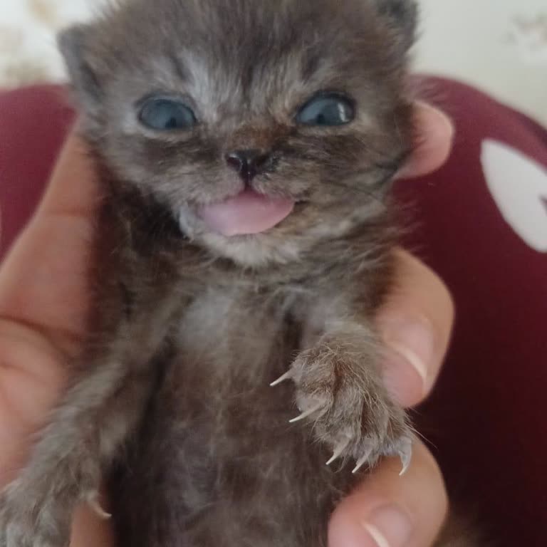 Kedimin Ve Yavrularının Ölümüne Yol Açan İhmalkar Klinik Deneyimi