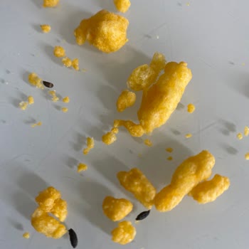 Aldığım Cips Paketinden Fare Dışkısı Çıktı!