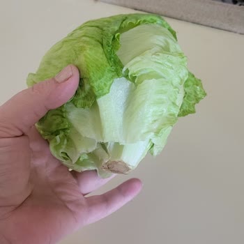 Sipariş Edilen Iceberg Marulun Eksik Ve Kalitesiz Gönderilmesi