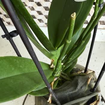 Plastik Ve Çürümüş Çiçeklere Karşı Duyarsız Hizmet