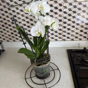 Plastik Ve Çürümüş Çiçeklere Karşı Duyarsız Hizmet