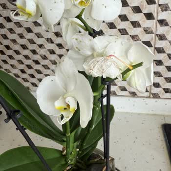 Plastik Ve Çürümüş Çiçeklere Karşı Duyarsız Hizmet