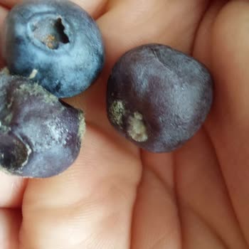 Migros'tan Alınan Yaban Mersinleri Sürekli Küflü Ve Bozuk Çıkıyor