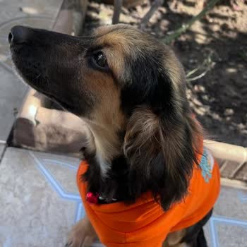 Ateş Veteriner Kliniği Köpeğimizin Ameliyatı Sırasında Yaşanan İhmaller Ve Sonuçları!