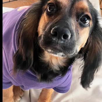 Ateş Veteriner Kliniği Köpeğimizin Ameliyatı Sırasında Yaşanan İhmaller Ve Sonuçları!