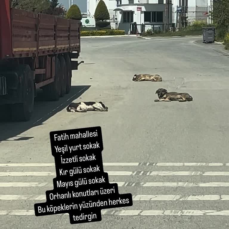 Başıboş Köpekler Mahallede Tedirginlik Yaratıyor