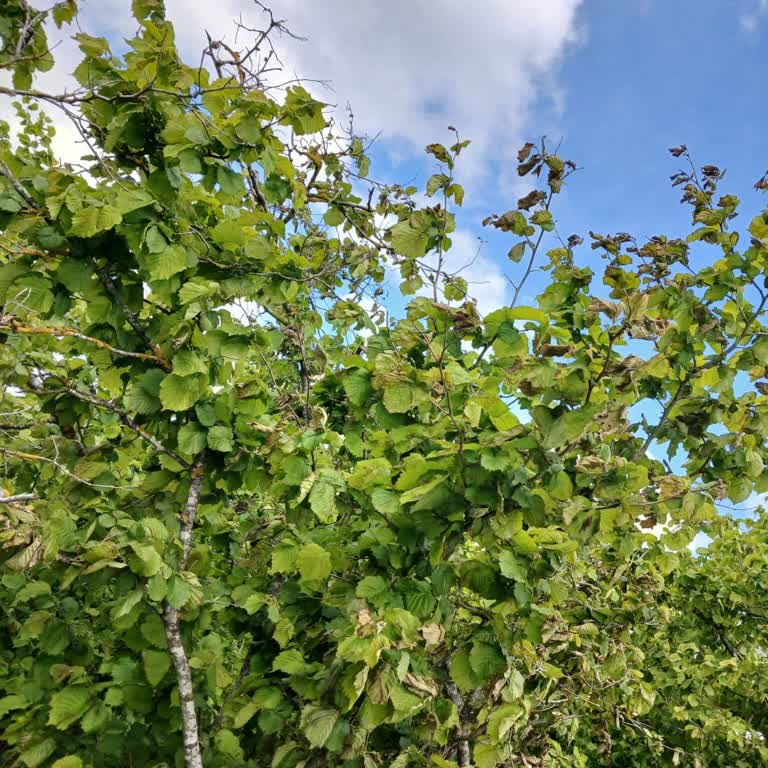 Don Hasarı Sonrası Ekspertiz Gecikmesi Ve Eşitsiz İşlem