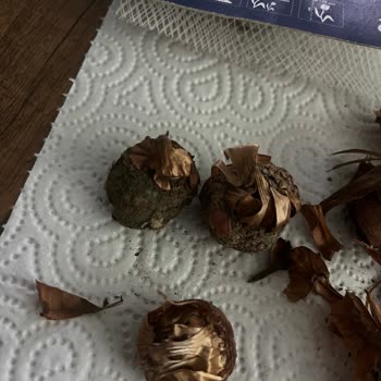 Aldığım Soğanlar Çürük Ve Küflü Çıktı, Acil Çözüm Bekliyorum