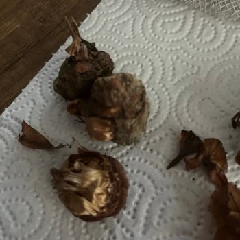 Aldığım Soğanlar Çürük Ve Küflü Çıktı, Acil Çözüm Bekliyorum