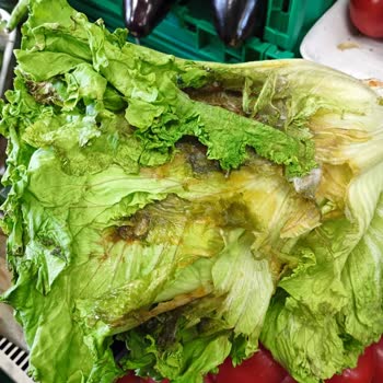 Migros'ta Çürük Sebze Ve Meyve Satışı Sorunu Çözülmüyor