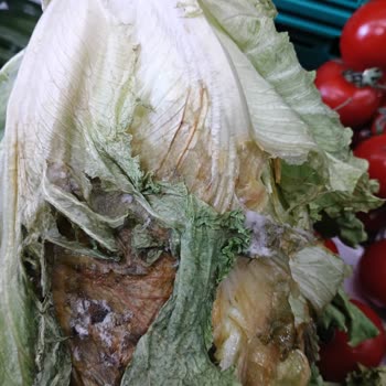 Migros'ta Çürük Sebze Ve Meyve Satışı Sorunu Çözülmüyor