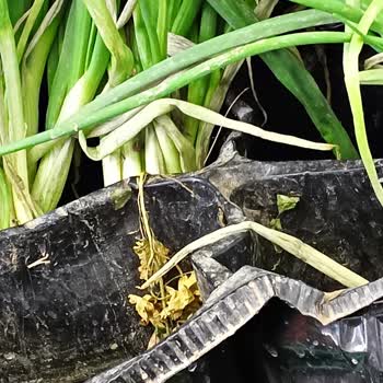 Migros'ta Çürük Sebze Ve Meyve Satışı Sorunu Çözülmüyor