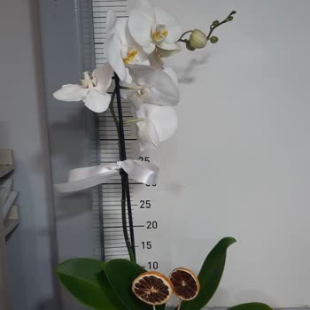 Çiçek Sepetinden Sipariş Ettiğim Orkide Fotoğraftakinden Farklı Ve Hasarlı Geldi