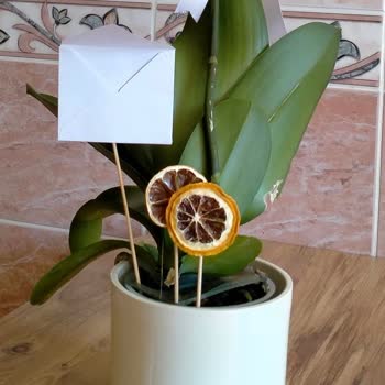 Çiçek Sepetinden Sipariş Ettiğim Orkide Fotoğraftakinden Farklı Ve Hasarlı Geldi