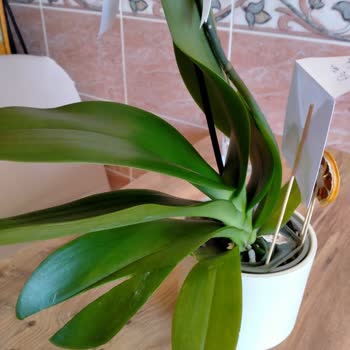 Çiçek Sepetinden Sipariş Ettiğim Orkide Fotoğraftakinden Farklı Ve Hasarlı Geldi