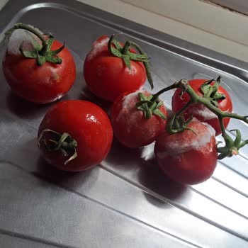 Vestel Buzdolabında Sürekli Arıza Ve Gıda Kaybı Mağduriyeti