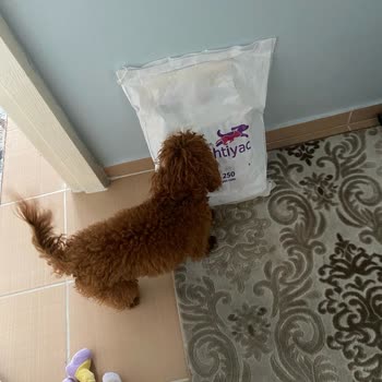 Kargo Sonrası Hasarlı Mama Ve Yetersiz Çözüm Süreci