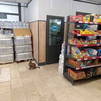 Market İçinde Sürekli Kedi Görülmesi Ve Hijyen Sorunu