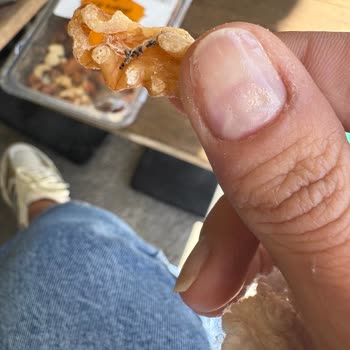 Aldığım Çerezde Kurt Larvalarıyla Karşılaştım