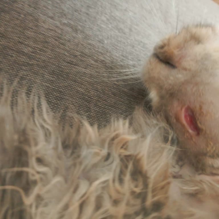 Zeytinburnu Veteriner Kliniği Usulsüz Ücret ve Faturasız İşlem Mağduriyeti