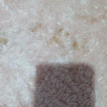 Halı Temizliği Sonrası Beklenmeyen Sorunlar Yaşadım