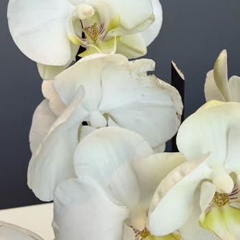 Aldığım Orkideler Beklentileri Karşılamadı, İade Kabul Edilmedi