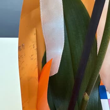 Aldığım Orkideler Beklentileri Karşılamadı, İade Kabul Edilmedi