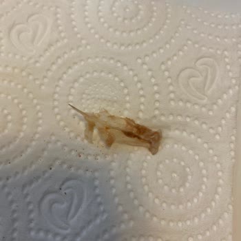 Ton Balığında Yabancı Cisim Tehlikesiyle Karşılaştım