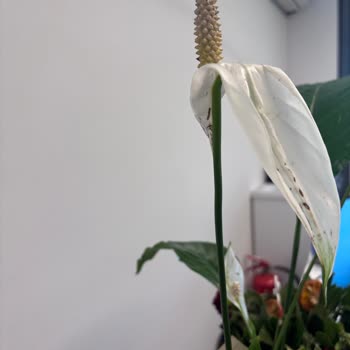 Çiçek Siparişi Sonrası Yetersiz Müşteri Hizmeti
