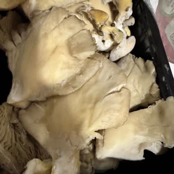 Migros Sanal'dan Aldığım İstiridye Mantarı Yine Küflü Geldi