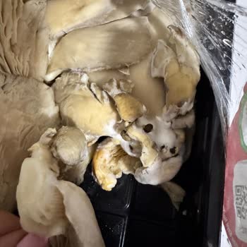 Migros Sanal'dan Aldığım İstiridye Mantarı Yine Küflü Geldi