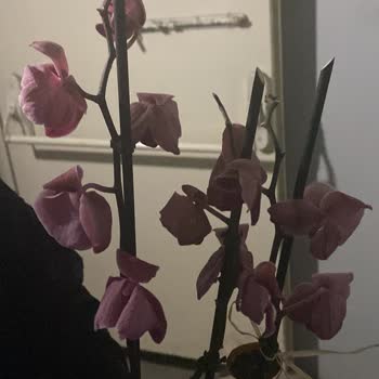 Siparişimdeki Orkide Kırık Ve Ölü Halde Teslim Edildi, Mağduriyetimin Giderilmesini İstiyorum